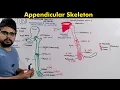 Appendicular skeleton Anatomy and Physiology of Appendicular Skeleton