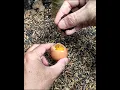 Download Lagu MERINDING liat hasilnya bahan bahan ini bisa membuat tanaman mangga berbuah di luar musim