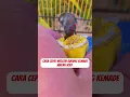 Download Lagu Melatih KEMADE MAKAN VOER #kicaumania #kicauburunglovebird #lovebirdkicau #muraibatu #birds #lovebir