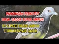 Suara Pancingan Perkutut, Masteran Perkutut Lokal Teruji AMPUH ANTi GAGAL !! 1 DETiK Manggung GACOR
