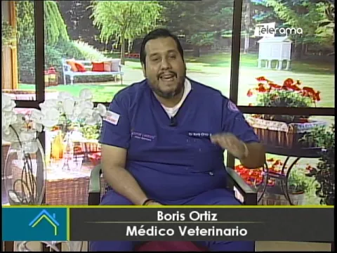 Secuelas en perritos rescatados en el aluvión de Quito