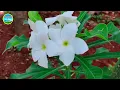 BICOL SONG MEDLEY REGGAE | BICOL SONG COLLECTIONS