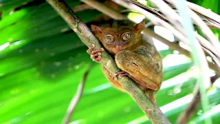 So cute! One of the smallest primates on earth, the Tarsier –  Ep. 56 Hilma Sailing