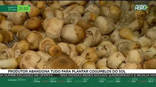 Produtor abandona tudo para plantar cogumelo do sol