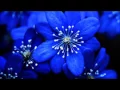 Download Lagu fakhurun fakhurun-Abdullah Mahdawi - فخور فخور- عبدالله المهداوي