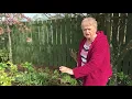 Weed Control using the Dutch Hoe