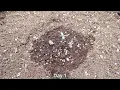 Timelapse - Seed to Harvest 200g Dry - OG Kush Autoflower Fastbuds - Spiderfarmer SF4000