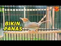 Download Lagu Pancingan Prenjak Gacor Bikin PANAS tambah EMOSI Burung prenjak Agar Cepat NYAUT