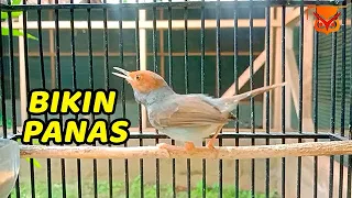 pancingan prenjak gacor bikin panas tambah emosi burung prenjak agar cepat nyaut