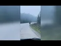 Download Lagu Up-close moose encounter captured on video in Alberta