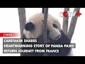 Verzorger deelt hartverwarmend verhaal over de terugreis van pandaparen uit Frankrijk