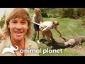 Best Moments from Early Seasons The Crocodile Hunter Animal Planet