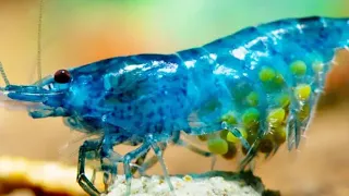Why shrimps dropped eggs
