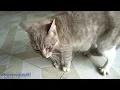 Lagu Kucing 3 hari minggat pulang marah marah