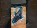 Download Lagu World’s largest gummy shark #shorts