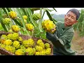 Download Lagu 青黄的燕窝果，肥美的大肠，简单的烹饪，人间至味是清欢
