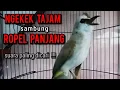 Download Lagu trucukan ropel panjang ngekek tarung buat pancingan trucukan agar bunyi jadikan trucukan gacor emosi