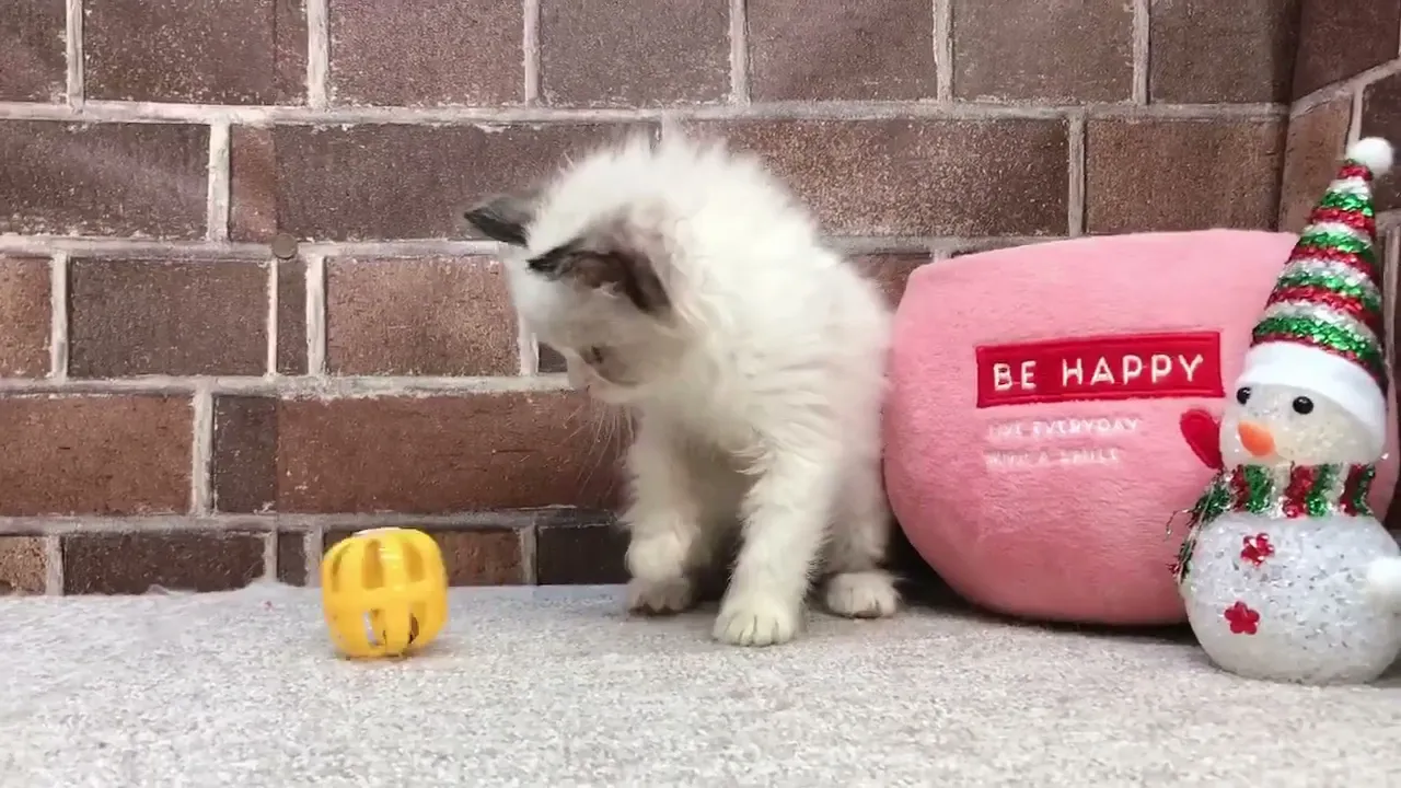 動画