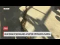 Download Lagu Ular Sanca 4 Meter Ditemukan Warga di Jakarta