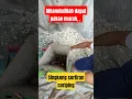 Download Lagu Proses selep/cacah singkong untuk pakan domba, , #farm #ternak #singkong #domba #cintafarmblora