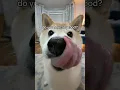 Download Lagu I have one daughter (hungry shibe version) #cutenessoverload