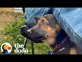 Download Lagu Puppy Rescued From Hoarding Case Experiences So Many Firsts | The Dodo