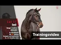 Download Lagu Online Auktion Youngster/Zuchtstuten Training Lot 17 Emil Hengst v. Extra Gold - Belissimo M