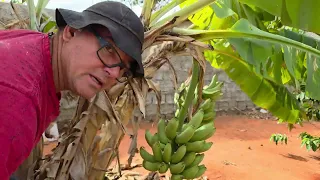 Como Proteger os Frutos sem Escorar pra não Pegar no Solo