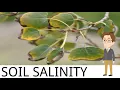 SOIL SALINITY