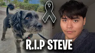 🐾DESCANSA en PAZ STEVE - te llevare siempre en mi corazón