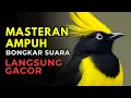 murai batu gacor AMPUH buat PANCINGAN murai batu agar bunyi JADIKAN burung murai gacor EMOSI