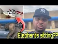 Jordan 1 White Cement DTLR Pick-up Vlog