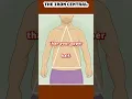The Triangle Body Type Explained