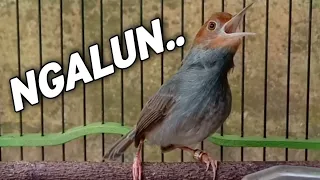 prenjak gacor ngalun berirama cocok untuk pancingan prenjak lain