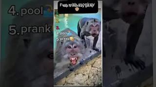 Top 5 Funny Monkey Funnyvideo Funny Top5 Memes Monkey Pt4 