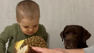 Toddler and His Dog React to Durian Smell Funniest Moment Ever