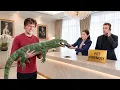 I Tested Pet Friendly Hotels With Dangerous Animals