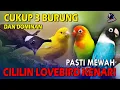 Download Lagu Cukup isian 3 Burung dan Dominan pasti mewah di arena lomba | Masteran Cililin lovebird kenari