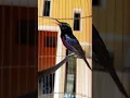 Download Lagu burung king konin tembakan tajam