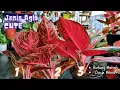 3 Red-Stemmed and Red-Leaved Aglaonema Varieties Worth Collecting