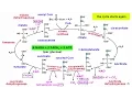 Cellular Respiration Part 2 The Citric Acid Cycle