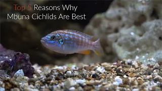 Download Top 5 Reasons Why Mbuna Cichlids Are Some Of The Best Fish To Keep... MP3