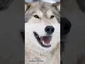 Download Lagu Suara srigala mengaum #wolf #shorts #wildlife