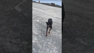 #fyp #dream #vlog #doberman #sailing