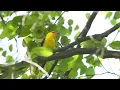 Birds Singing - Early Morning Wild Birds Chirping, Relaxing Bird Sounds Heal Stress, Songbirds