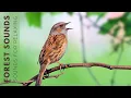 Download Lagu Birds Singing - Early Morning Wild Birds Chirping, Relaxing Bird Sounds Heal Stress, Songbirds