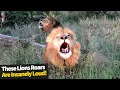 Download Lagu Insanely Loud Lion Roaring Compilation