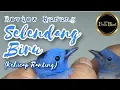 Download Lagu burung selendang biru | review burung | @fishandbird4910