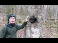 All about Meshima mushroom Phellinus igniarius false Chaga