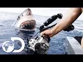 Download 35ft Great White Shark Lurking in 'The Kill Zone' | Super Predator mp4 3gp mp3 videos - waplic